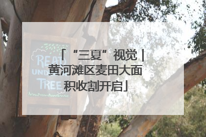 “三夏”视觉｜黄河滩区麦田大面积收割开启
