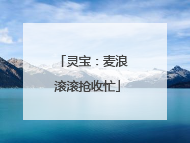 灵宝：麦浪滚滚抢收忙