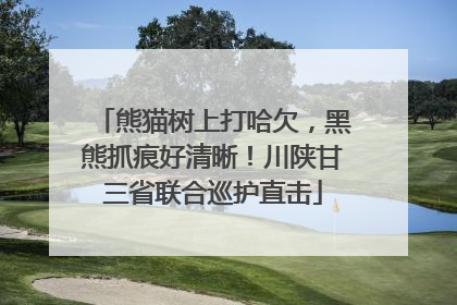 熊猫树上打哈欠，黑熊抓痕好清晰！川陕甘三省联合巡护直击