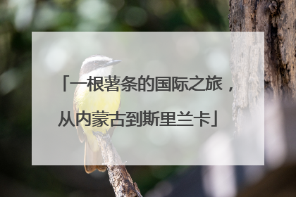 一根薯条的国际之旅，从内蒙古到斯里兰卡