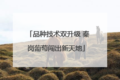 品种技术双升级 秦岗葡萄闯出新天地