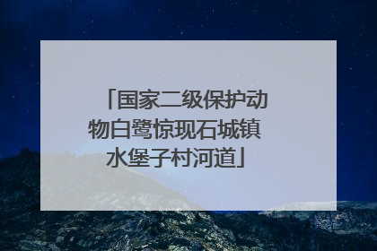 国家二级保护动物白鹭惊现石城镇水堡子村河道