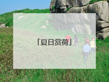 夏日赏荷