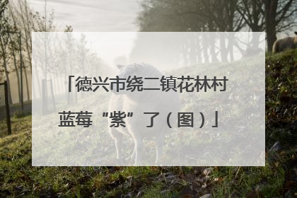 德兴市绕二镇花林村蓝莓“紫”了（图）