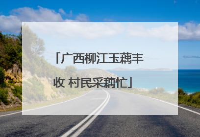广西柳江玉藕丰收 村民采藕忙