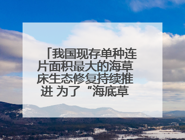 我国现存单种连片面积最大的海草床生态修复持续推进 为了“海底草原”更繁茂