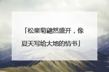 松果菊翩然盛开，像夏天写给大地的情书