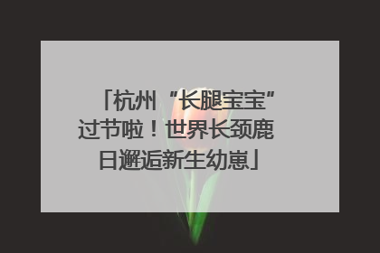 杭州“长腿宝宝”过节啦！世界长颈鹿日邂逅新生幼崽
