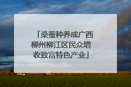 桑蚕种养成广西柳州柳江区民众增收致富特色产业