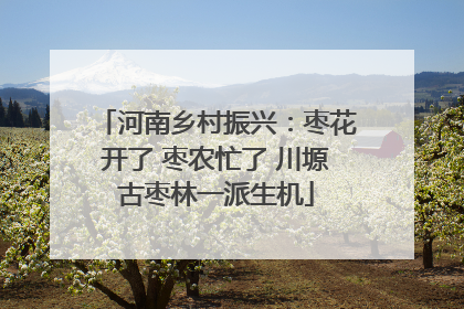 河南乡村振兴：枣花开了 枣农忙了 川塬古枣林一派生机