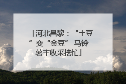 河北昌黎：“土豆”变“金豆” 马铃薯丰收采挖忙