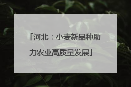 河北：小麦新品种助力农业高质量发展