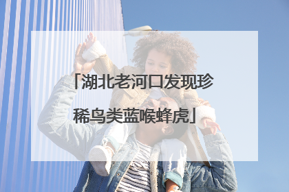 湖北老河口发现珍稀鸟类蓝喉蜂虎