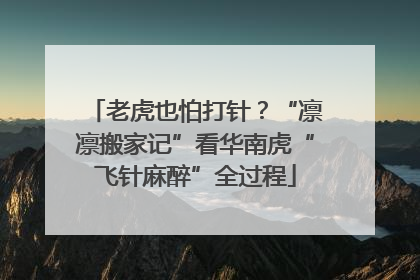 老虎也怕打针？“凛凛搬家记”看华南虎“飞针麻醉”全过程
