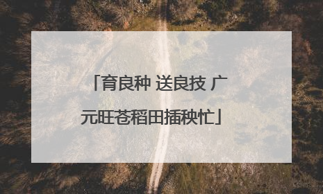 育良种 送良技 广元旺苍稻田插秧忙