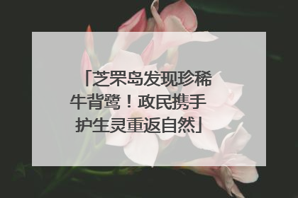 芝罘岛发现珍稀牛背鹭！政民携手护生灵重返自然