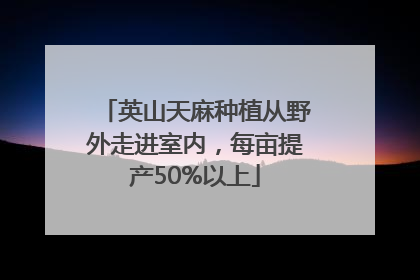 英山天麻种植从野外走进室内，每亩提产50%以上