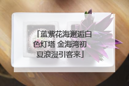 蓝紫花海邂逅白色灯塔 金海湾初夏浪漫引客来