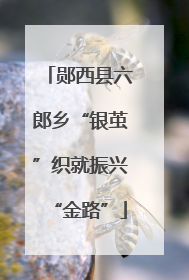 郧西县六郎乡“银茧”织就振兴“金路”