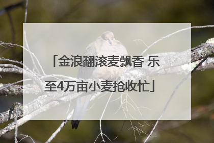 金浪翻滚麦飘香 乐至4万亩小麦抢收忙