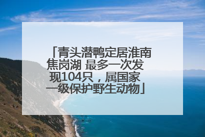 青头潜鸭定居淮南焦岗湖 最多一次发现104只，属国家一级保护野生动物