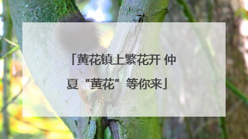 黄花镇上繁花开 仲夏“黄花”等你来