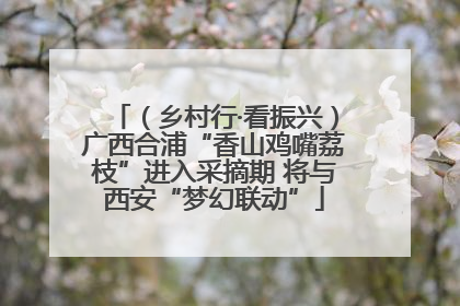 （乡村行·看振兴）广西合浦“香山鸡嘴荔枝”进入采摘期 将与西安“梦幻联动”